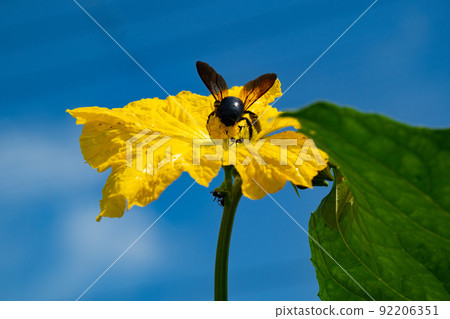 Insects that came to the loofah flowers that bloomed in the vegetable garden in July 92206351