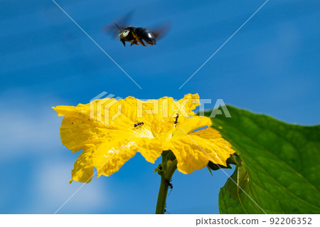 Insects that came to the loofah flowers that bloomed in the vegetable garden in July 92206352