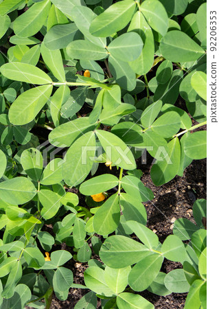 七月在菜園裡盛開的花生花 92206353