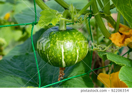 七月開始在菜園裡生長的南瓜 七月開始在菜園裡生長的南瓜 92206354