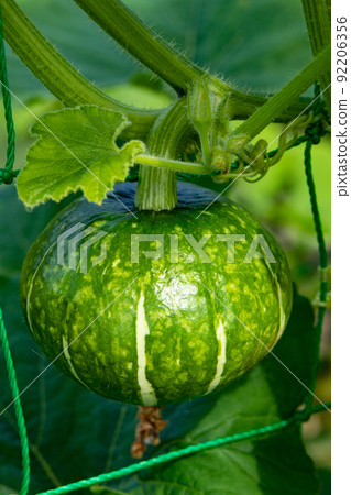 Pumpkins that started to grow in the vegetable garden in July 92206356