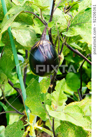 七月菜園收穫前的圓茄子 92206361