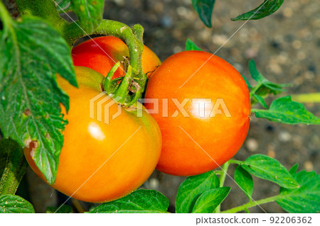 Large tomatoes that began to color in the vegetable garden in July 92206362