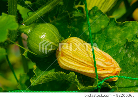 Freshly pollinated pumpkins still with flowers in the vegetable garden in July Freshly pollinated pumpkins still with flowers in the vegetable garden in July 92206363