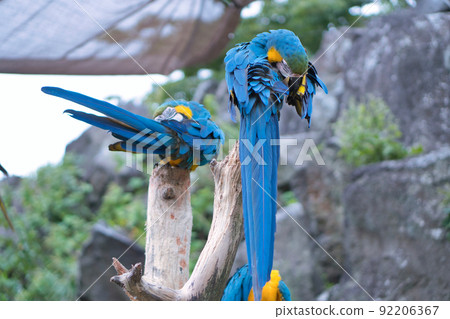 Vivid and colorful parrot Vivid and colorful parrot 92206367
