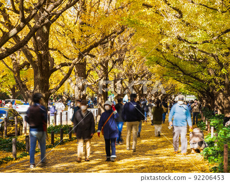 Autumn Jingu Gaien, a row of Icho trees Autumn Jingu Gaien, a row of Icho trees 92206453