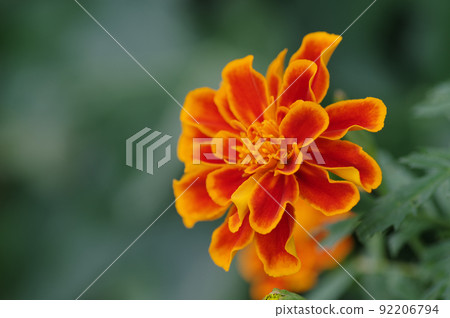 萬壽菊 萬壽菊 92206794