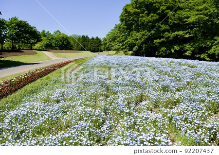 Spring hill where nemophila is in full bloom Spring hill where nemophila is in full bloom 92207437