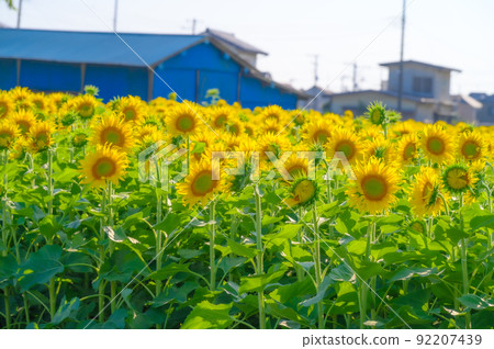 Sunflower field Sunflower field 92207439