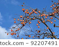 Blue sky and ripe persimmon fruit 92207491
