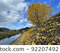 Ginkgo on the bank 92207492