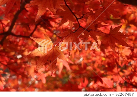 The sunlight shining into the autumn leaves The sunlight shining into the autumn leaves 92207497