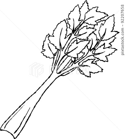celery celery 92207658