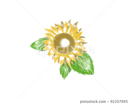 Sunflower colored pencil style illustration Sunflower colored pencil style illustration 92207895