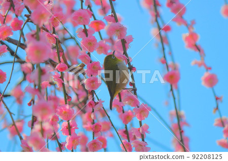 Weeping plums and warblers in full bloom 92208125