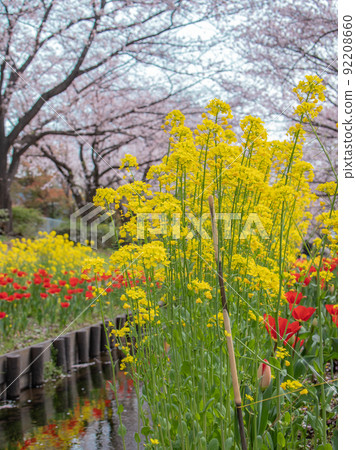 Sakura scenery of Egawa Seseragi Ryokudo 92208660