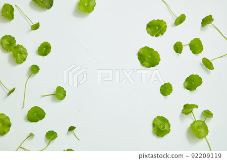 Gotu kola decorated in white background , nature leaf benefit for health and skin care ,nature health content 92209119