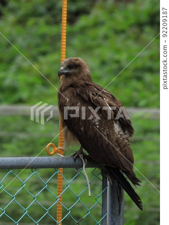 托比的休息 92209187