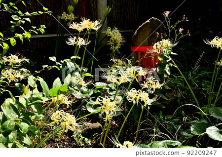 Yamato City Flower Temple Josenji Temple Higanbana Yamato City Flower Temple Josenji Temple Higanbana 92209247