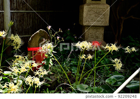 大和市花寺 城泉寺 彼岸花 92209248