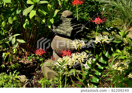大和市花寺 城泉寺 彼岸花 大和市花寺 城泉寺 彼岸花 92209249