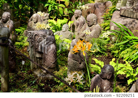 大和市花寺 城泉寺 彼岸花 大和市花寺 城泉寺 彼岸花 92209251