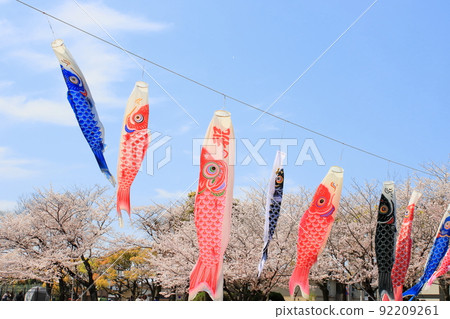 鯉魚飄帶和櫻花 鯉魚飄帶和櫻花 92209261