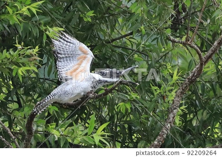 鳳頭翠鳥的打呵欠 92209264