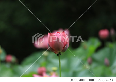 Oga蓮花 Oga蓮花 92209265