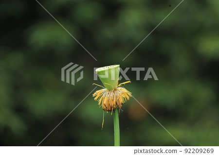 蓮花 蓮花 92209269