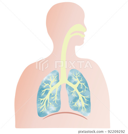 水彩紋理人的彩色肺和支氣管插圖和剪影 水彩紋理人的彩色肺和支氣管插圖和剪影 92209292