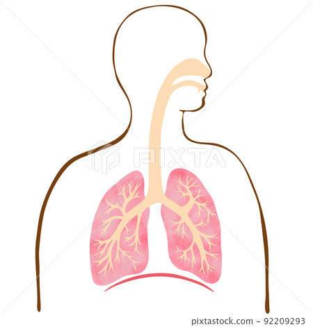水彩紋理人的彩色肺和支氣管插圖和剪影 水彩紋理人的彩色肺和支氣管插圖和剪影 92209293