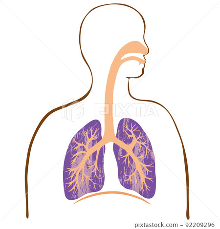 Colorful lung and bronchial illustrations and silhouettes of people with watercolor textures Colorful lung and bronchial illustrations and silhouettes of people with watercolor textures 92209296