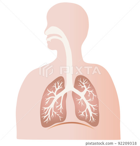 五顏六色的肺和支氣管插圖和人的剪影 92209318