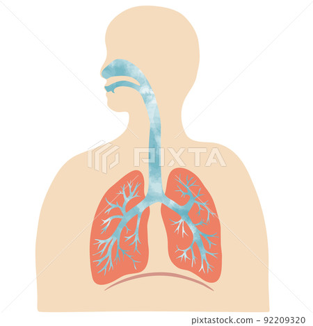 水彩紋理人的彩色肺和支氣管插圖和剪影 92209320