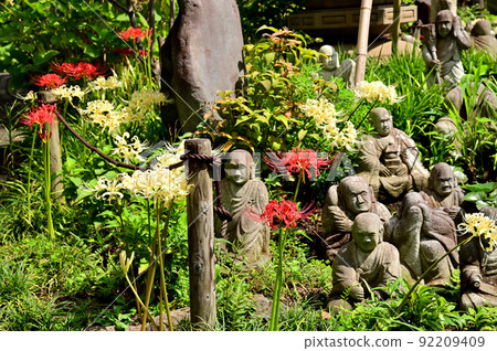 大和市花寺 城泉寺 彼岸花 92209409