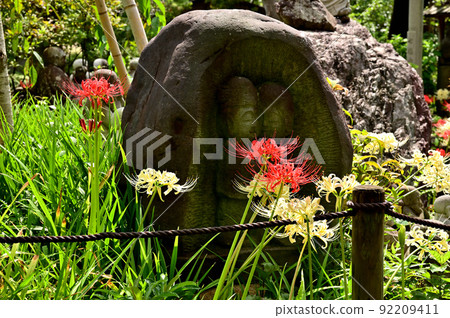 大和市花寺 城泉寺 彼岸花 大和市花寺 城泉寺 彼岸花 92209411