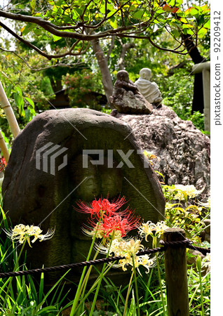 大和市花寺 城泉寺 彼岸花 大和市花寺 城泉寺 彼岸花 92209412