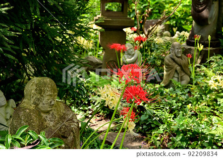 大和市花寺 城泉寺 彼岸花 大和市花寺 城泉寺 彼岸花 92209834