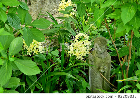 大和市花寺 城泉寺 彼岸花 大和市花寺 城泉寺 彼岸花 92209835