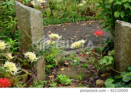 大和市花寺 城泉寺 彼岸花 大和市花寺 城泉寺 彼岸花 92210000