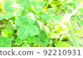 Fortune four leaf clover 92210931