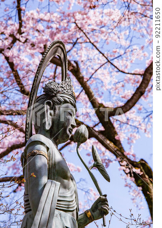 春天的小江戶川越、中院、觀音像和盛開的櫻花 春天的小江戶川越、中院、觀音像和盛開的櫻花 92211650
