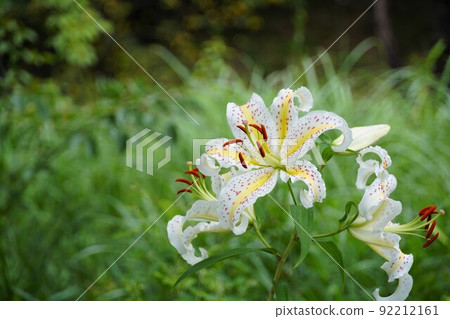 July Ibaraki Prefecture Mizugo Prefectural Forest Mountain lily blooming landscape up image 92212161