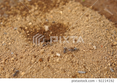 阿里的窩 92214192