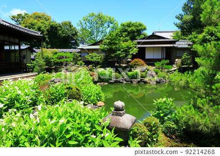 初夏的建仁寺，半夏開花的庭園 92214268
