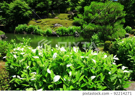 Kenninji Temple in early summer, a garden that blooms half-summer 92214271