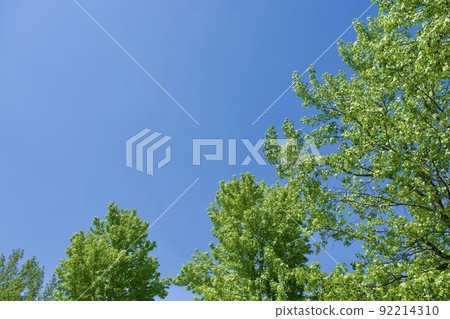 複製綠葉和藍天的空間 92214310