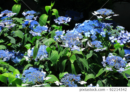 Gaku hydrangea flower Gaku hydrangea flower 92214342