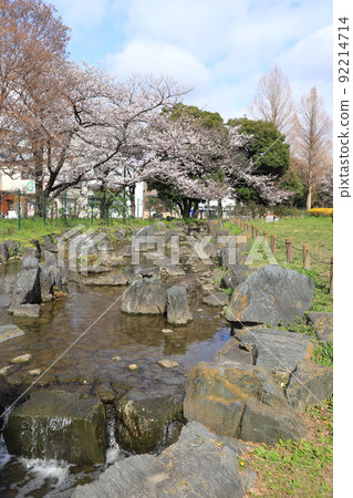 八左衛門橋附近的東綾瀨公園櫻花 八左衛門橋附近的東綾瀨公園櫻花 92214714